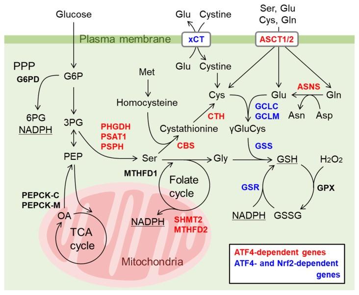 https://cdn.ncbi.nlm.nih.gov/pmc/blobs/ded0/7072240/cd0e5fd81e9d/biomolecules-10-00320-g006.jpg