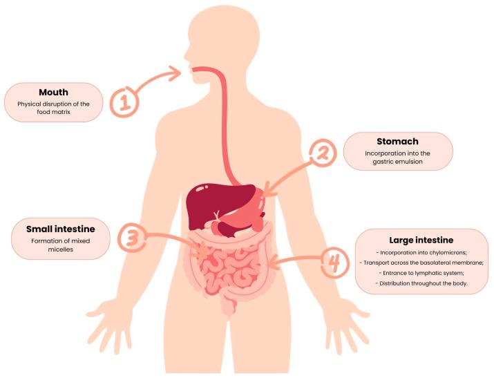 https://cdn.ncbi.nlm.nih.gov/pmc/blobs/ded1/10220829/c869ec3e5aa0/nutrients-15-02265-g005.jpg