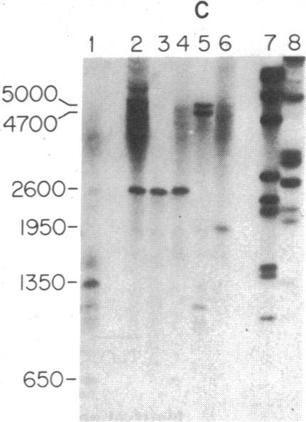 https://cdn.ncbi.nlm.nih.gov/pmc/blobs/ded2/411453/48b36993b111/pnas00015-0238-e.jpg