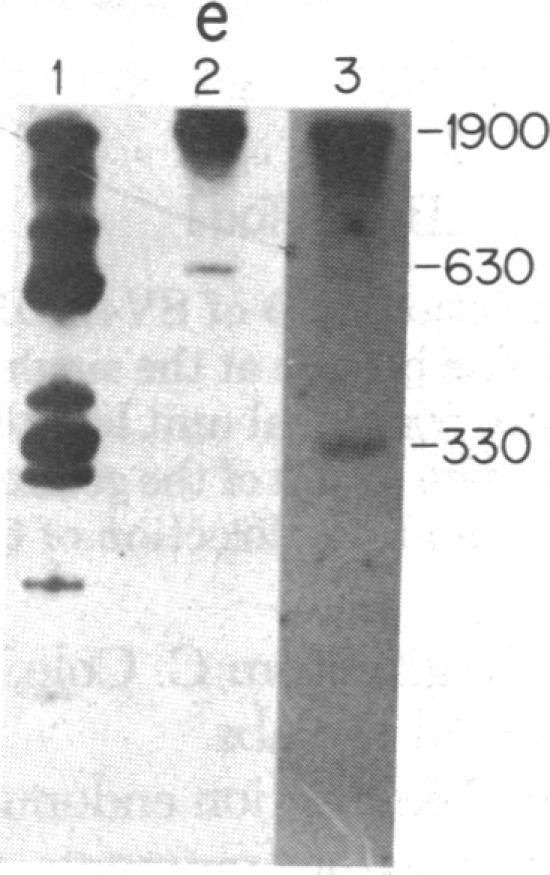 https://cdn.ncbi.nlm.nih.gov/pmc/blobs/ded2/411453/aedf7b11bf1c/pnas00015-0238-d.jpg