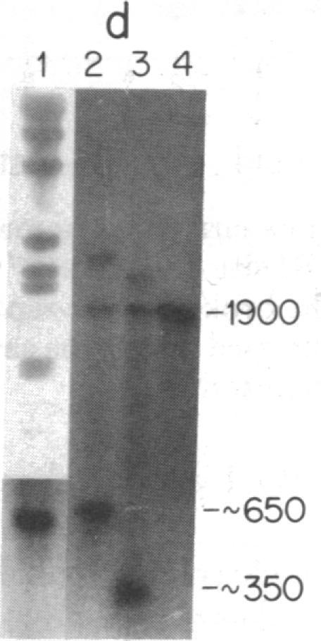 https://cdn.ncbi.nlm.nih.gov/pmc/blobs/ded2/411453/bc4d34a5087d/pnas00015-0238-b.jpg