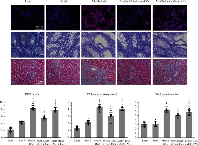 https://cdn.ncbi.nlm.nih.gov/pmc/blobs/ded4/7685840/a0108a7a7d49/SCI2020-8845635.008.jpg