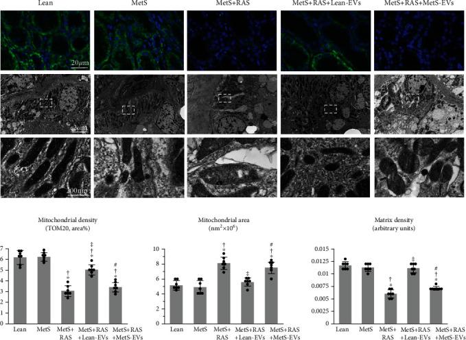 https://cdn.ncbi.nlm.nih.gov/pmc/blobs/ded4/7685840/fdb64f6f3aaa/SCI2020-8845635.006.jpg