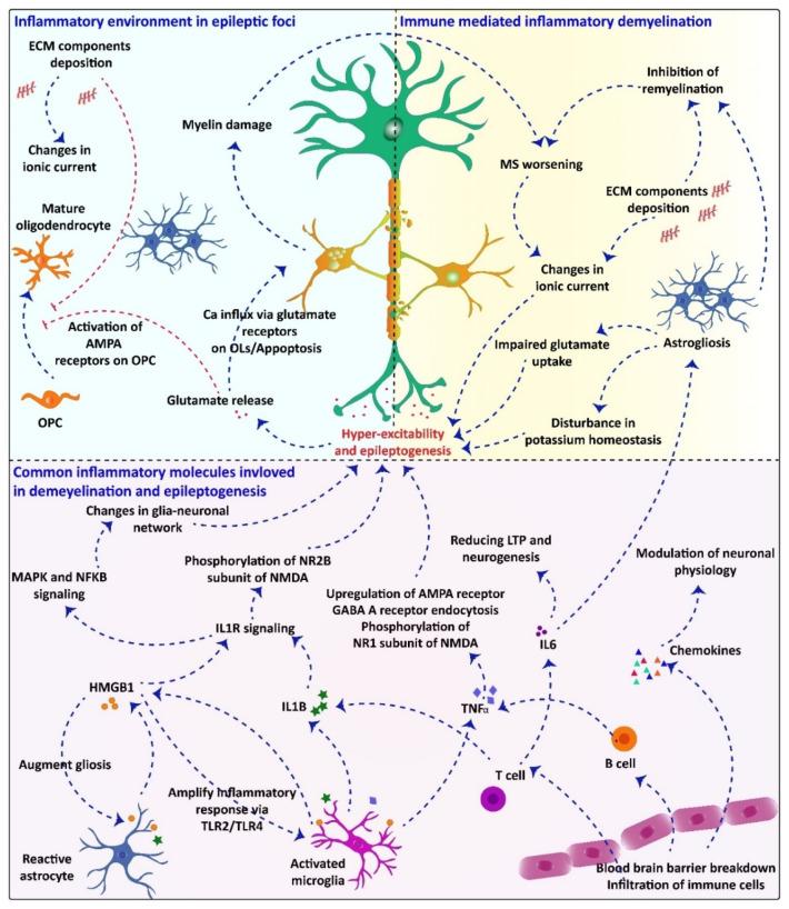 https://cdn.ncbi.nlm.nih.gov/pmc/blobs/ded4/8541630/010620e93e9d/pharmaceuticals-14-01031-g001.jpg