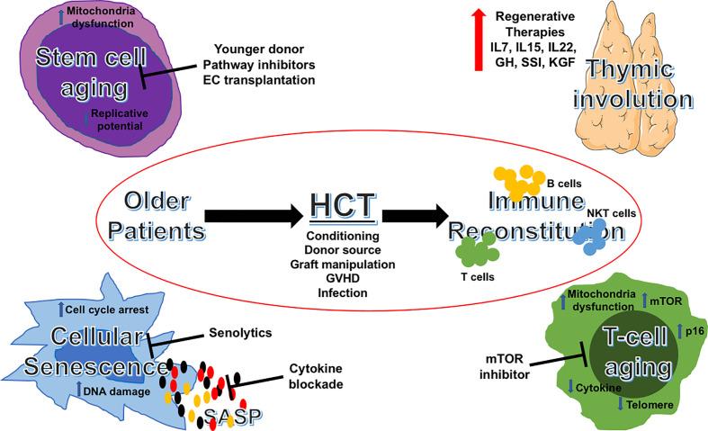 https://cdn.ncbi.nlm.nih.gov/pmc/blobs/ded6/8089387/6c4c50a8581c/fimmu-12-674093-g001.jpg