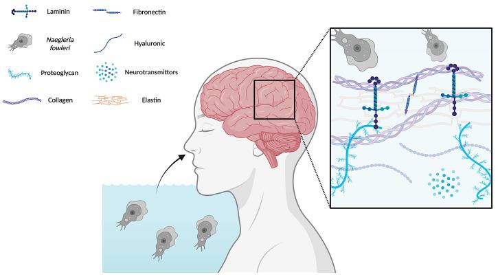https://cdn.ncbi.nlm.nih.gov/pmc/blobs/ded7/12387403/6ce711c8b5bd/marinedrugs-23-00306-g001.jpg