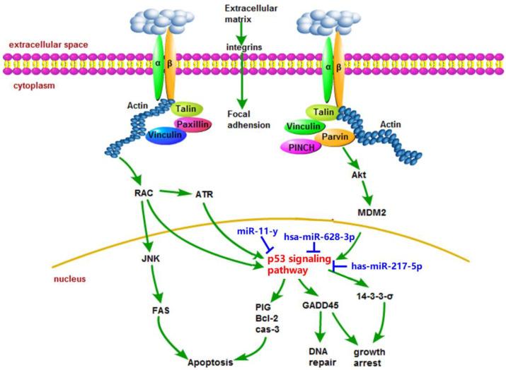 https://cdn.ncbi.nlm.nih.gov/pmc/blobs/ded7/9231300/12dc27442f01/toxins-14-00368-g007.jpg