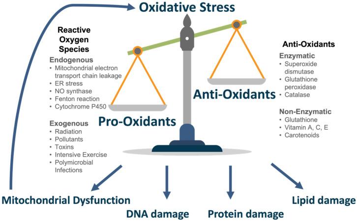 https://cdn.ncbi.nlm.nih.gov/pmc/blobs/ded9/9137739/5b42f6e5df5a/antioxidants-11-00886-g002.jpg
