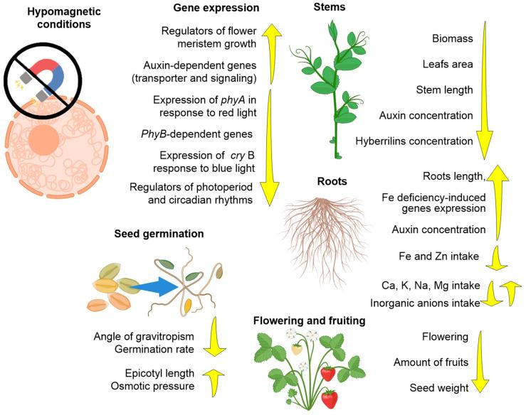 https://cdn.ncbi.nlm.nih.gov/pmc/blobs/dedc/10740674/bc2c370d3b33/biology-12-01513-g004.jpg