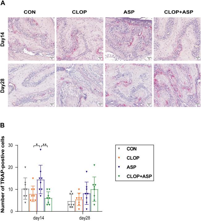 https://cdn.ncbi.nlm.nih.gov/pmc/blobs/dedd/11289322/00a98048e00b/fphys-15-1387633-g003.jpg