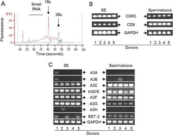 https://cdn.ncbi.nlm.nih.gov/pmc/blobs/dedf/4245725/cabc485d8416/12977_2014_102_Fig2_HTML.jpg