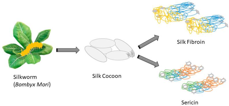 https://cdn.ncbi.nlm.nih.gov/pmc/blobs/dee2/10742028/ea805c351429/biomimetics-08-00612-g001.jpg