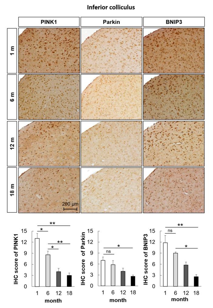 https://cdn.ncbi.nlm.nih.gov/pmc/blobs/dee2/7584026/8d5ae1c5b478/ijms-21-07202-g006.jpg