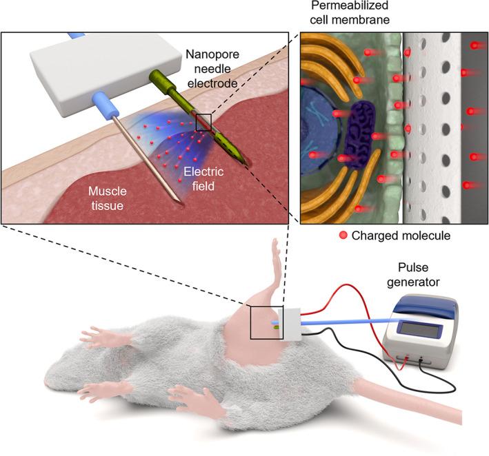 https://cdn.ncbi.nlm.nih.gov/pmc/blobs/dee4/10354752/b79d83e29553/BTM2-8-e10418-g006.jpg