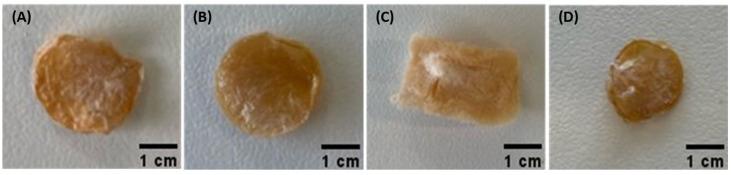 https://cdn.ncbi.nlm.nih.gov/pmc/blobs/dee9/10572272/a32e89113e2f/ijms-24-14591-g001.jpg