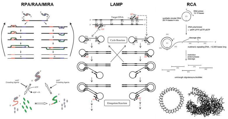 https://cdn.ncbi.nlm.nih.gov/pmc/blobs/deeb/10526735/66fdc805e81f/biosensors-13-00885-g002.jpg
