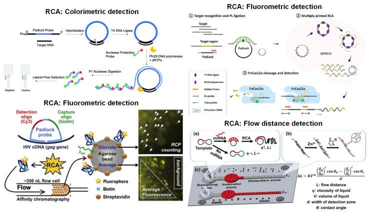 https://cdn.ncbi.nlm.nih.gov/pmc/blobs/deeb/10526735/83676ae20272/biosensors-13-00885-g005.jpg