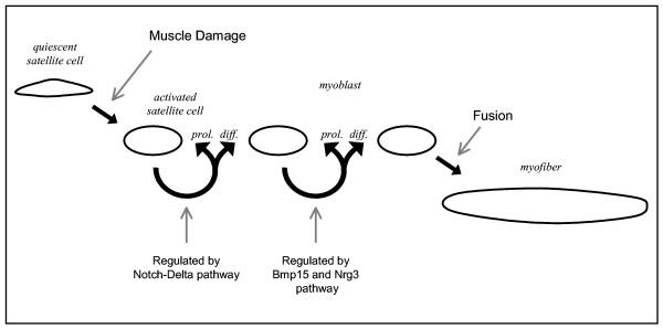 https://cdn.ncbi.nlm.nih.gov/pmc/blobs/deeb/1190170/5585362a6508/1471-2164-6-98-6.jpg