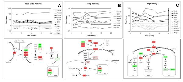 https://cdn.ncbi.nlm.nih.gov/pmc/blobs/deeb/1190170/b01276c868e5/1471-2164-6-98-4.jpg