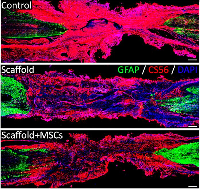 https://cdn.ncbi.nlm.nih.gov/pmc/blobs/deec/5337930/3eb7c0dbca4a/srep43559-f7.jpg