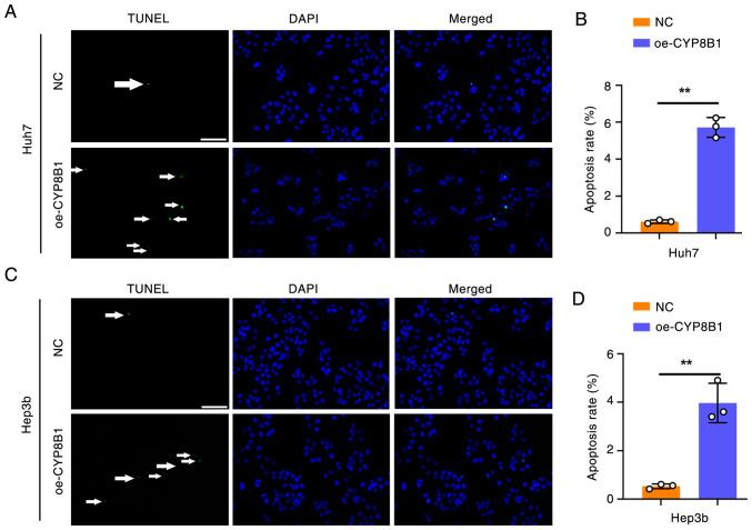 https://cdn.ncbi.nlm.nih.gov/pmc/blobs/deee/12239067/1edaa27a5771/or-54-03-08937-g05.jpg