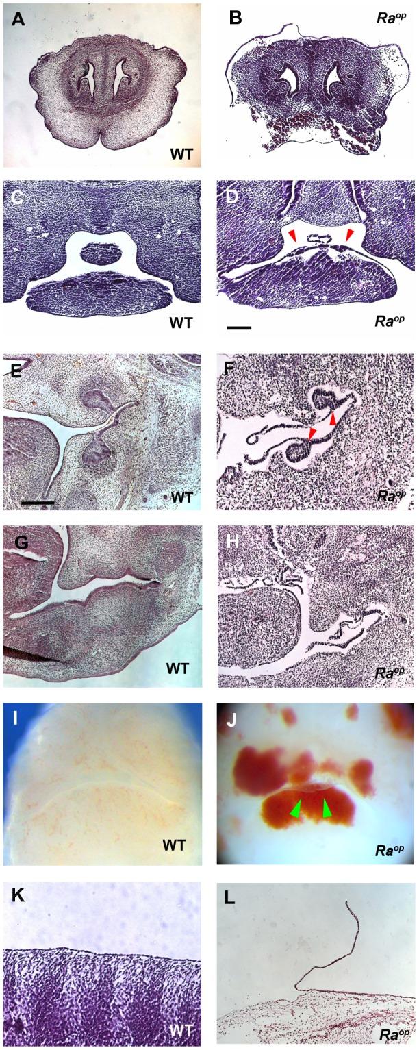 https://cdn.ncbi.nlm.nih.gov/pmc/blobs/def0/3433475/568a0133f0f8/pone.0043857.g004.jpg