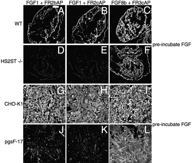https://cdn.ncbi.nlm.nih.gov/pmc/blobs/def7/2173664/5a6edfee55cb/200307053f7.jpg
