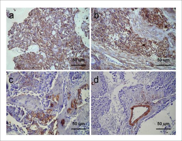 https://cdn.ncbi.nlm.nih.gov/pmc/blobs/def7/3285037/b2d0091f8969/1746-160X-7-24-3.jpg