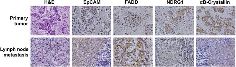 https://cdn.ncbi.nlm.nih.gov/pmc/blobs/def8/6708189/dff0cd2dc750/12885_2019_6016_Fig1_HTML.jpg