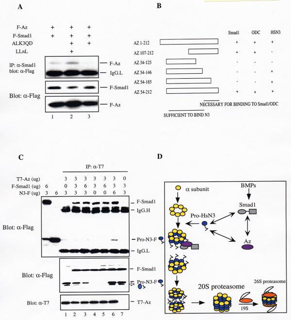 https://cdn.ncbi.nlm.nih.gov/pmc/blobs/def9/117437/65009f0c106a/1471-2121-3-15-5.jpg