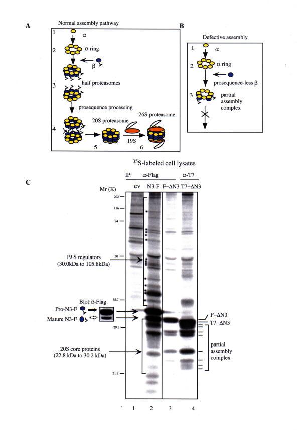 https://cdn.ncbi.nlm.nih.gov/pmc/blobs/def9/117437/d90cd33de7e4/1471-2121-3-15-2.jpg