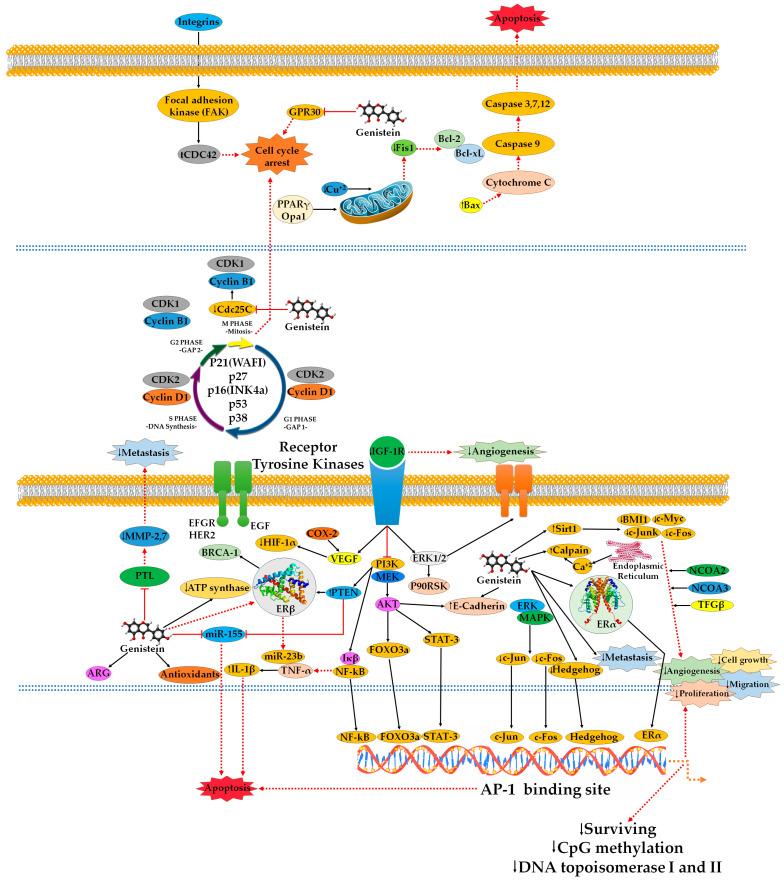 https://cdn.ncbi.nlm.nih.gov/pmc/blobs/defa/11122029/8ad4cc14b9c0/ijms-25-05556-g003.jpg