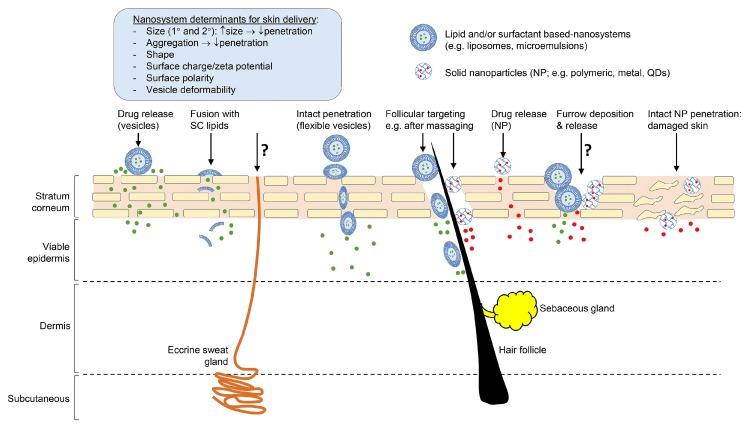 https://cdn.ncbi.nlm.nih.gov/pmc/blobs/defa/5750643/5c1f6eef4ff2/pharmaceutics-09-00037-g001.jpg