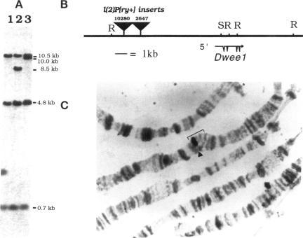 https://cdn.ncbi.nlm.nih.gov/pmc/blobs/defc/301291/40e247a5fa5f/mbc00079-0085-a.jpg