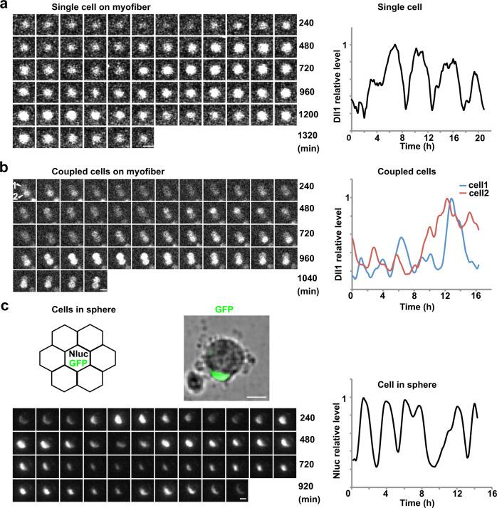 https://cdn.ncbi.nlm.nih.gov/pmc/blobs/defe/7910593/709a61e700ab/41467_2021_21631_Fig2_HTML.jpg