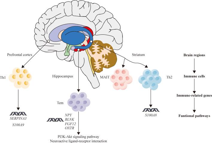 https://cdn.ncbi.nlm.nih.gov/pmc/blobs/df00/9380889/a760e69a99a1/fimmu-13-878997-g007.jpg
