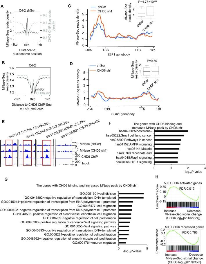 https://cdn.ncbi.nlm.nih.gov/pmc/blobs/df04/9757051/a1a30ef8e79d/gkac1090fig6.jpg