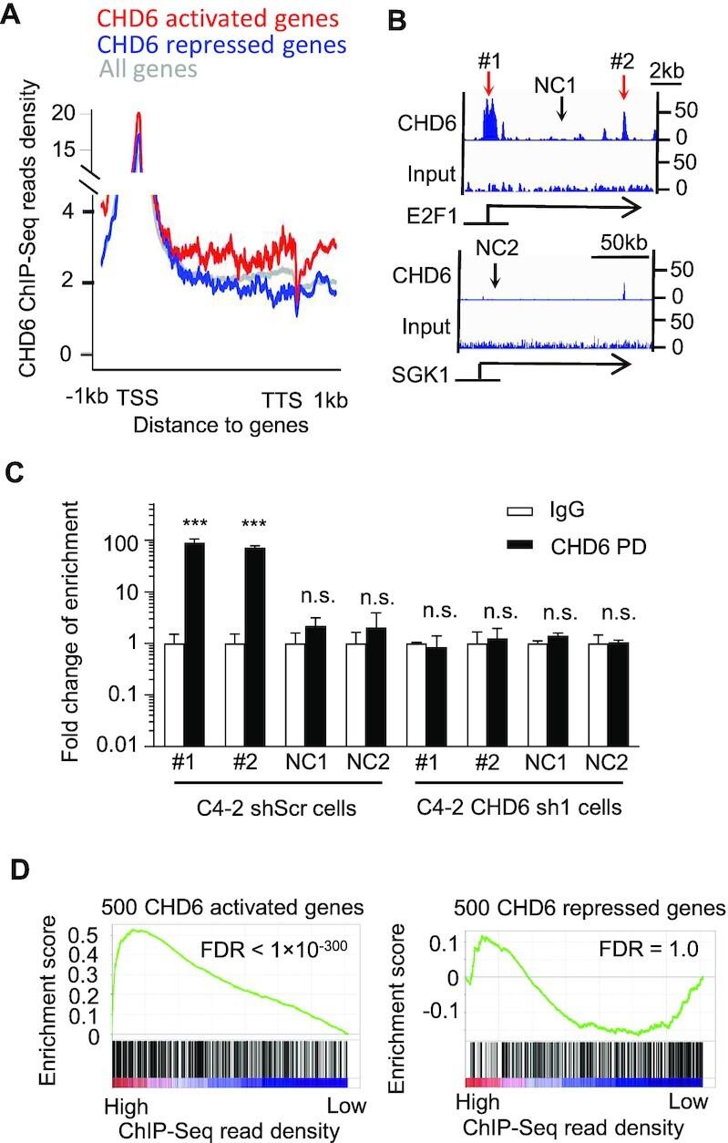 https://cdn.ncbi.nlm.nih.gov/pmc/blobs/df04/9757051/bd806404442d/gkac1090fig5.jpg