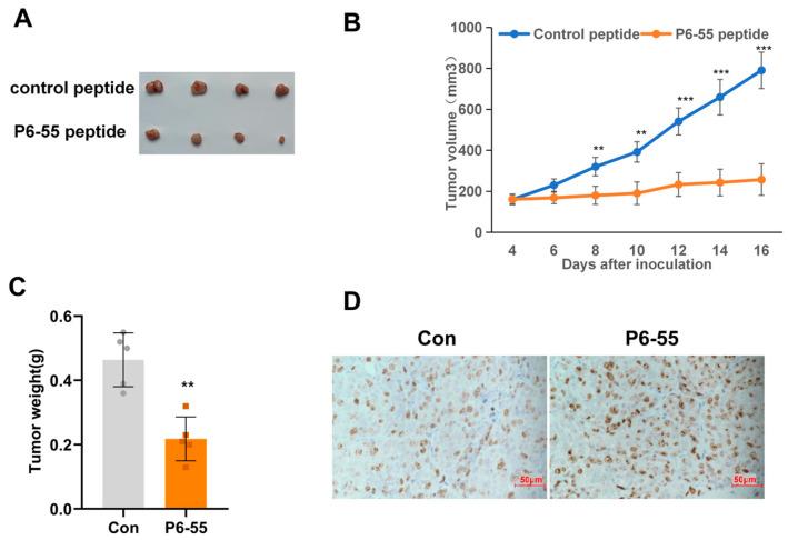 https://cdn.ncbi.nlm.nih.gov/pmc/blobs/df06/12292340/2c9cfeafddbc/biology-14-00780-g004.jpg