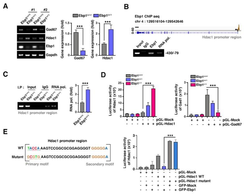 https://cdn.ncbi.nlm.nih.gov/pmc/blobs/df07/7178112/643741a70c17/ijms-21-02609-g005.jpg