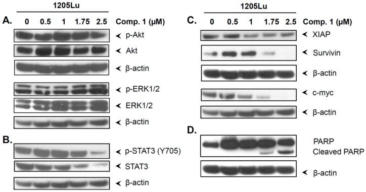 https://cdn.ncbi.nlm.nih.gov/pmc/blobs/df08/6386884/1c4feb71b827/ijms-20-00521-g005.jpg