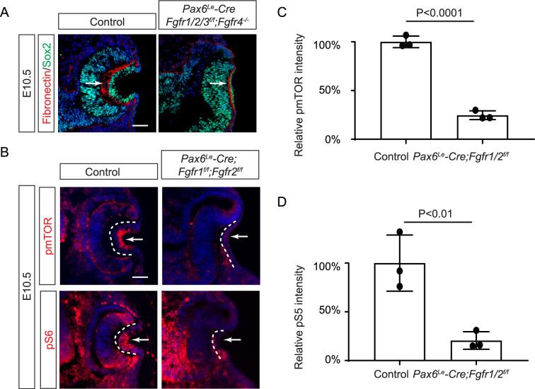 https://cdn.ncbi.nlm.nih.gov/pmc/blobs/df09/12055001/61098f8fdfe5/elife-103615-fig1-figsupp1.jpg