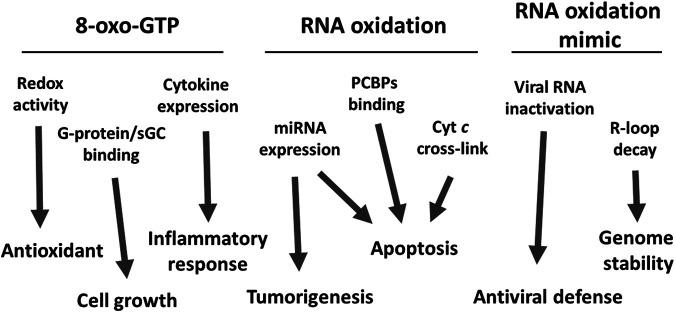 https://cdn.ncbi.nlm.nih.gov/pmc/blobs/df09/8149912/baa46a18b1b5/fmolb-08-685331-g001.jpg