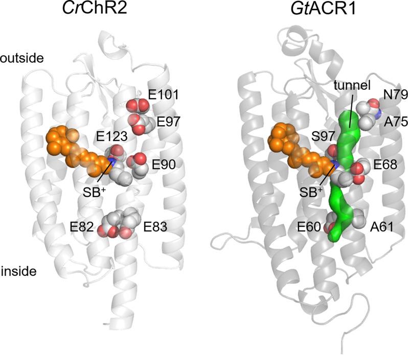 https://cdn.ncbi.nlm.nih.gov/pmc/blobs/df0b/8818676/9fbcae291191/fncel-15-800313-g0002.jpg