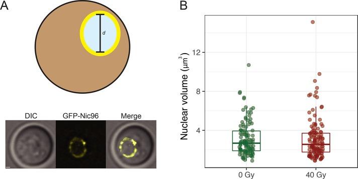 https://cdn.ncbi.nlm.nih.gov/pmc/blobs/df0d/6761769/a7284a52dcb7/mbc-30-2620-g003.jpg