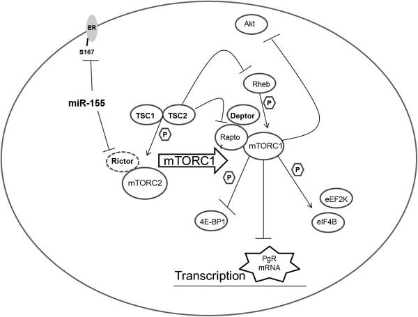https://cdn.ncbi.nlm.nih.gov/pmc/blobs/df11/4203920/1bed70ca4bc9/12943_2014_1435_Fig5_HTML.jpg