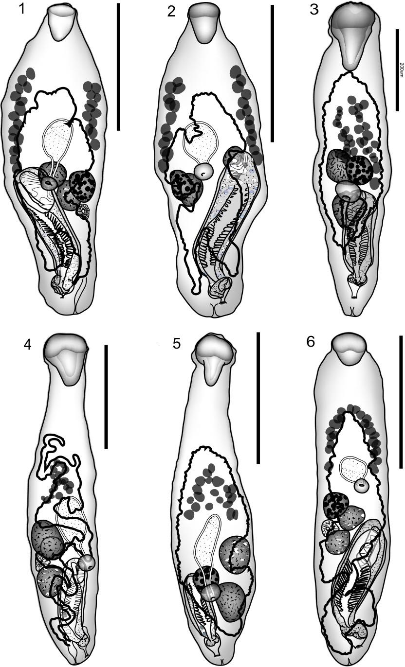 https://cdn.ncbi.nlm.nih.gov/pmc/blobs/df14/3867101/60c812e6a867/parasite-20-56-fig1.jpg