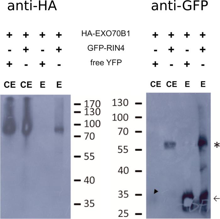 https://cdn.ncbi.nlm.nih.gov/pmc/blobs/df18/5853926/5ba1b883529c/erx00702.jpg