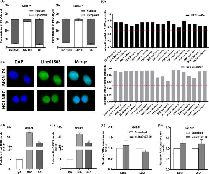 https://cdn.ncbi.nlm.nih.gov/pmc/blobs/df18/7791171/b30450478178/CPR-54-e12922-g006.jpg