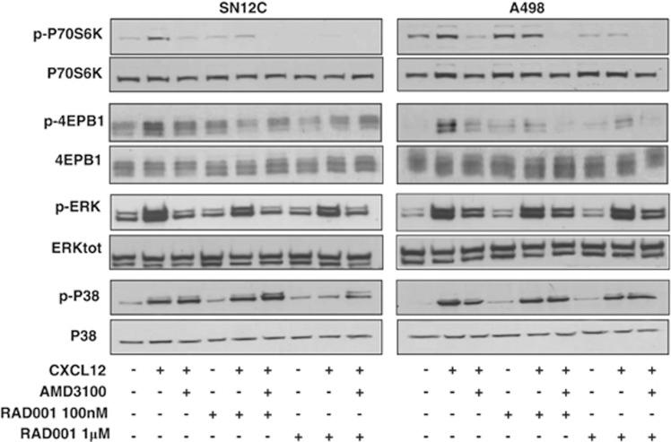 https://cdn.ncbi.nlm.nih.gov/pmc/blobs/df1b/4123065/d8f039bcfc0b/cddis2014269f1.jpg